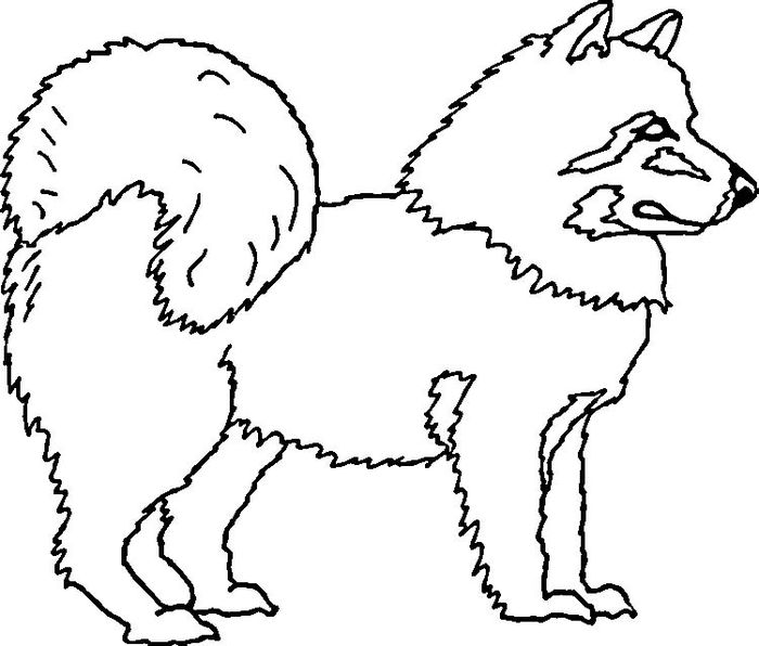 Big Eye Husky Coloring Pages