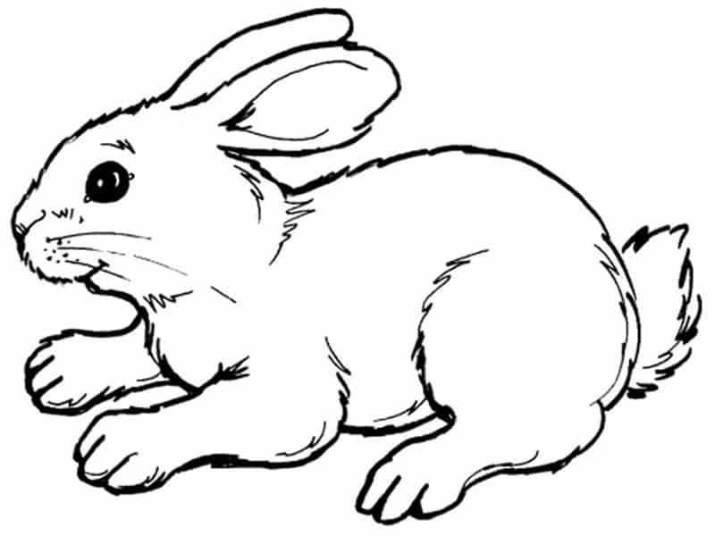 Bunny Coloring Pages