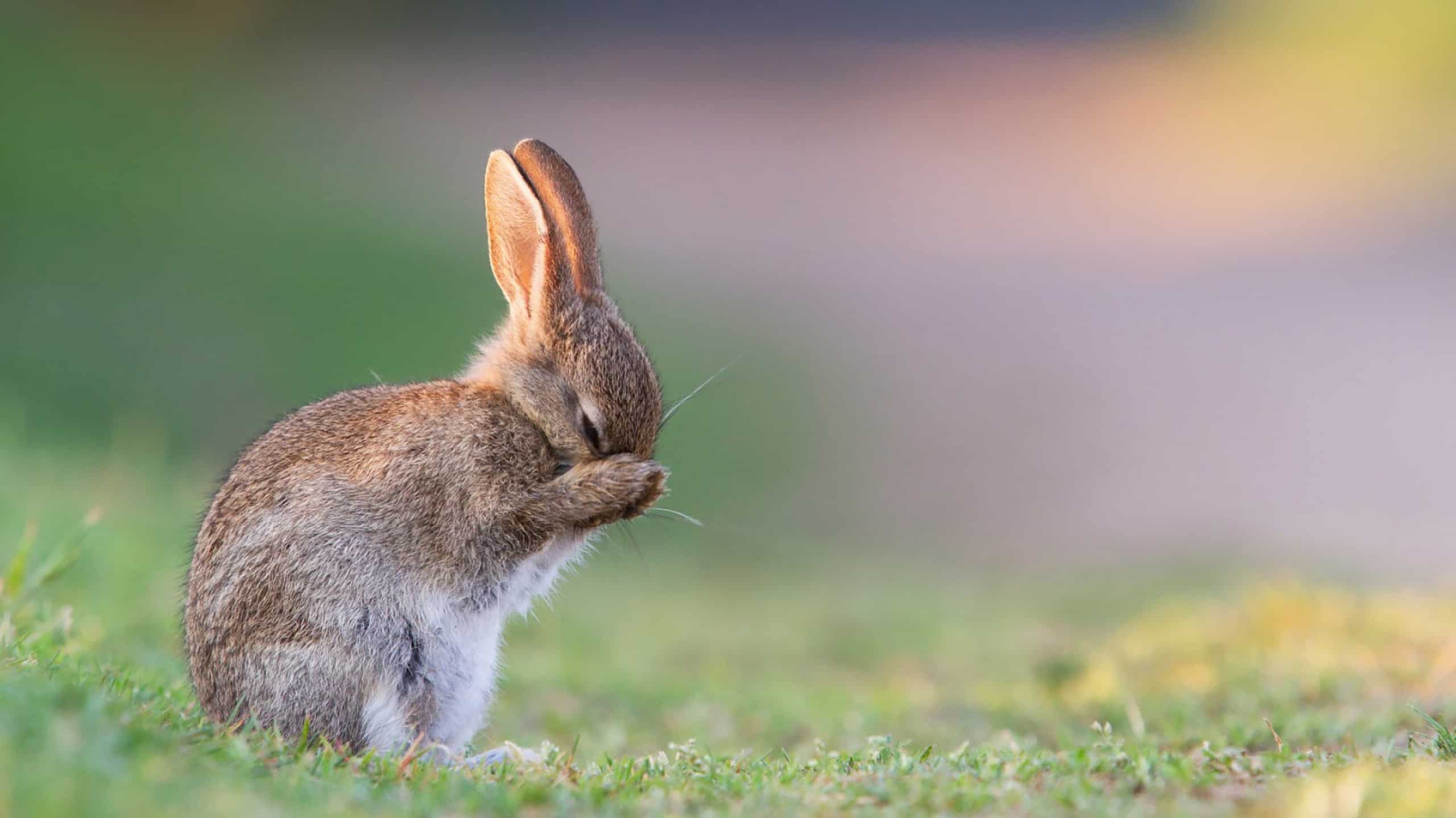 Bunny