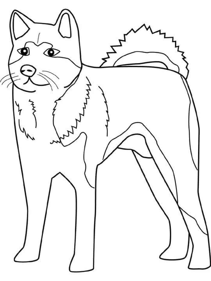 Coloring Pages Husky