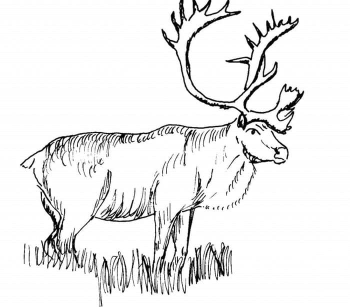 Coloring Pages Moose
