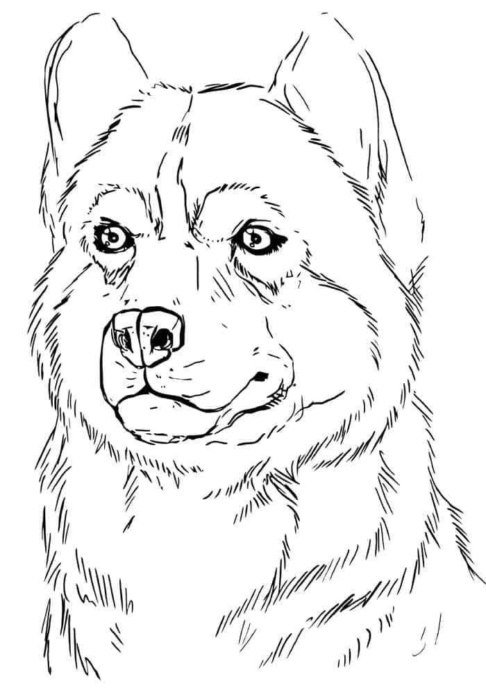 Coloring Pages Of Arctic Husky