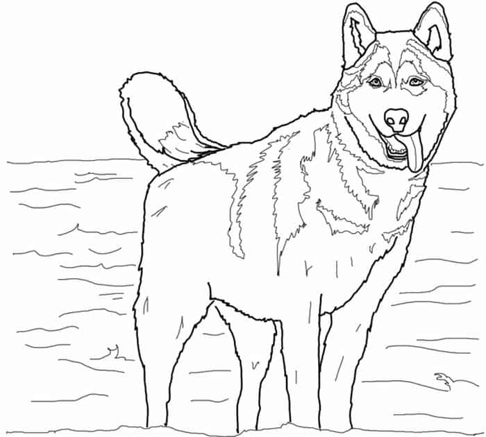 Coloring Pages Of Storm The Husky