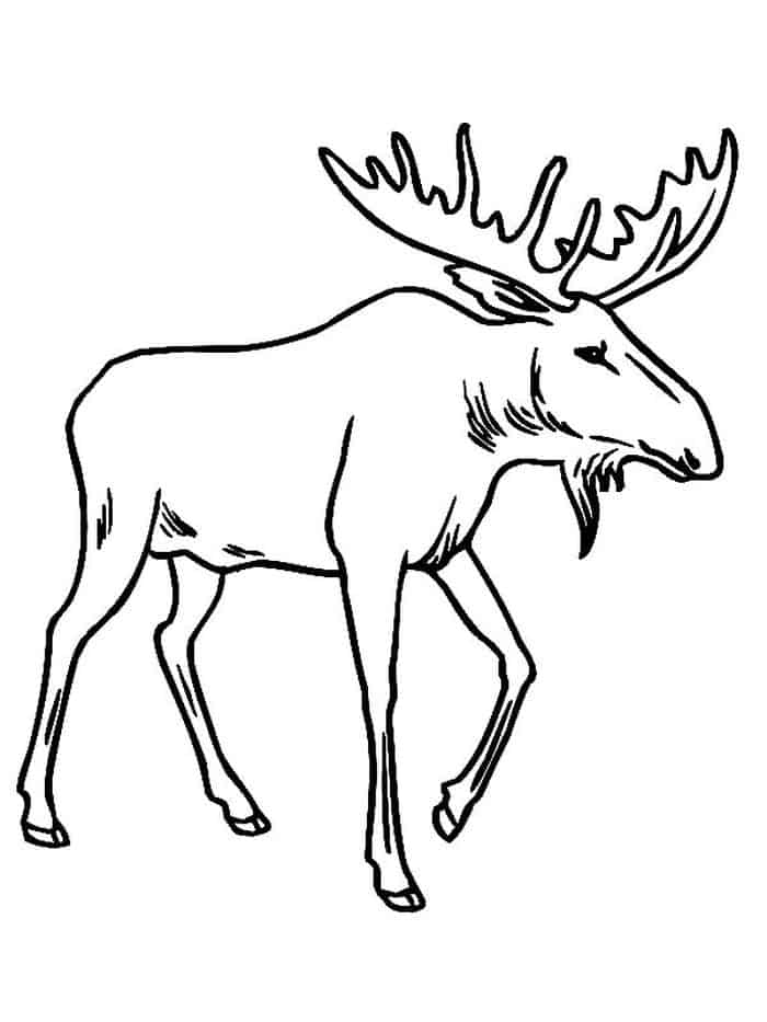 Coloring Pages With Moose
