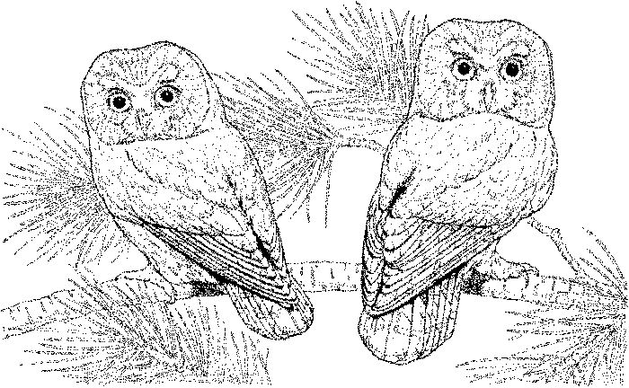 Cool Owl Coloring Pages For Adults