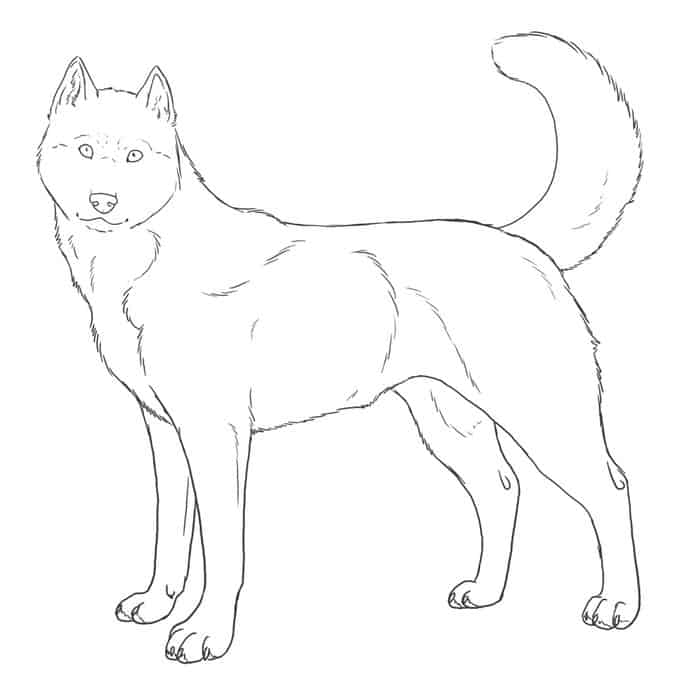 Cute Husky Coloring Pages