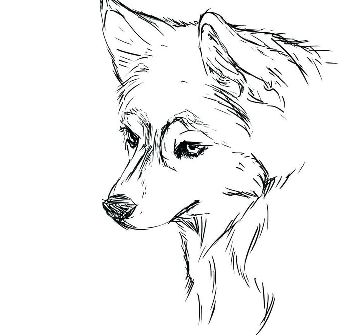 Cute Realistic Husky Coloring Pages