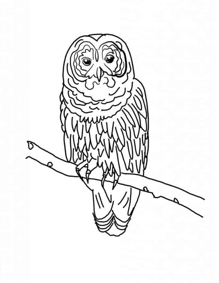 Detailed Owl Coloring Pages