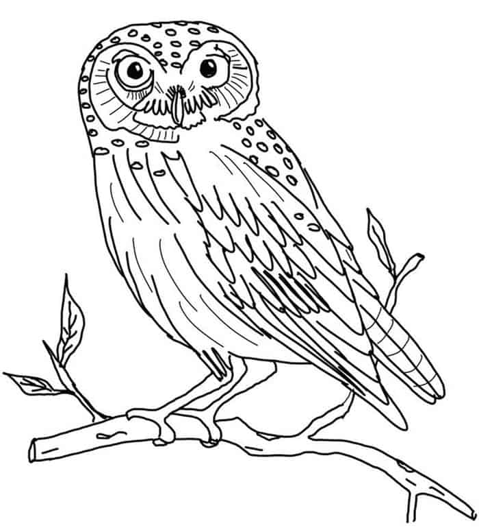 Free Adult Owl Coloring Pages