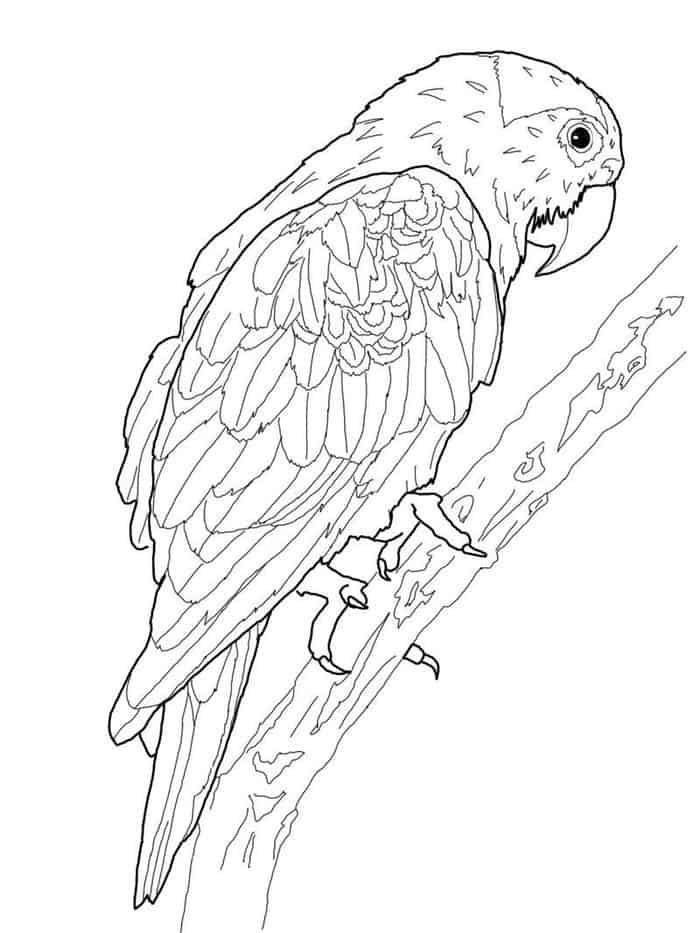 Hard Coloring Pages Parrot