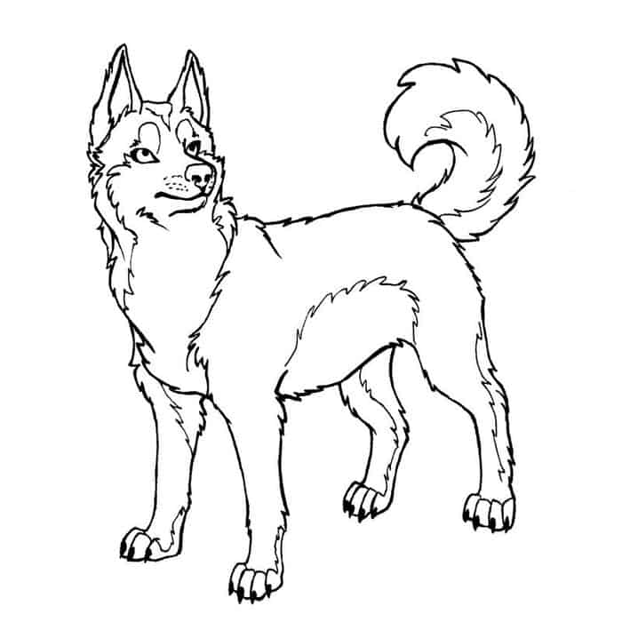 Husky Coloring Pages