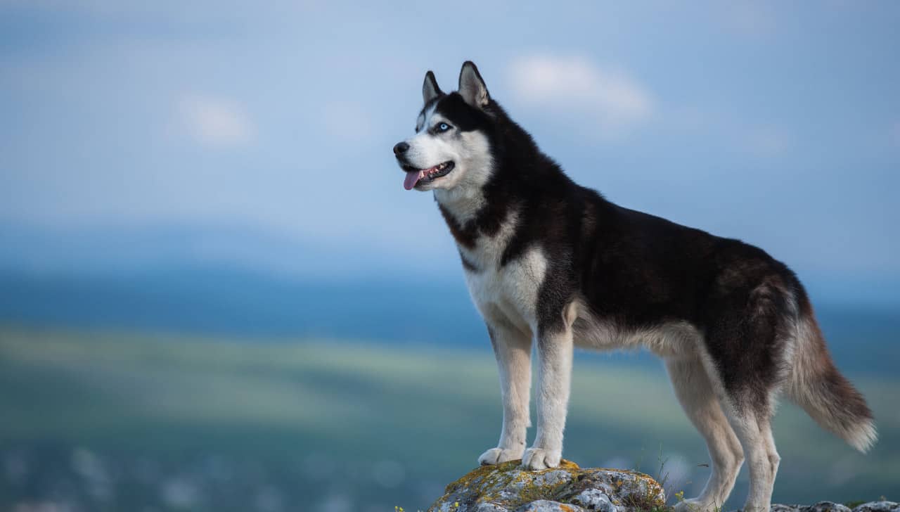 Husky