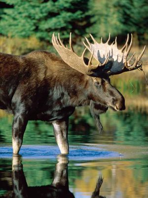 Moose