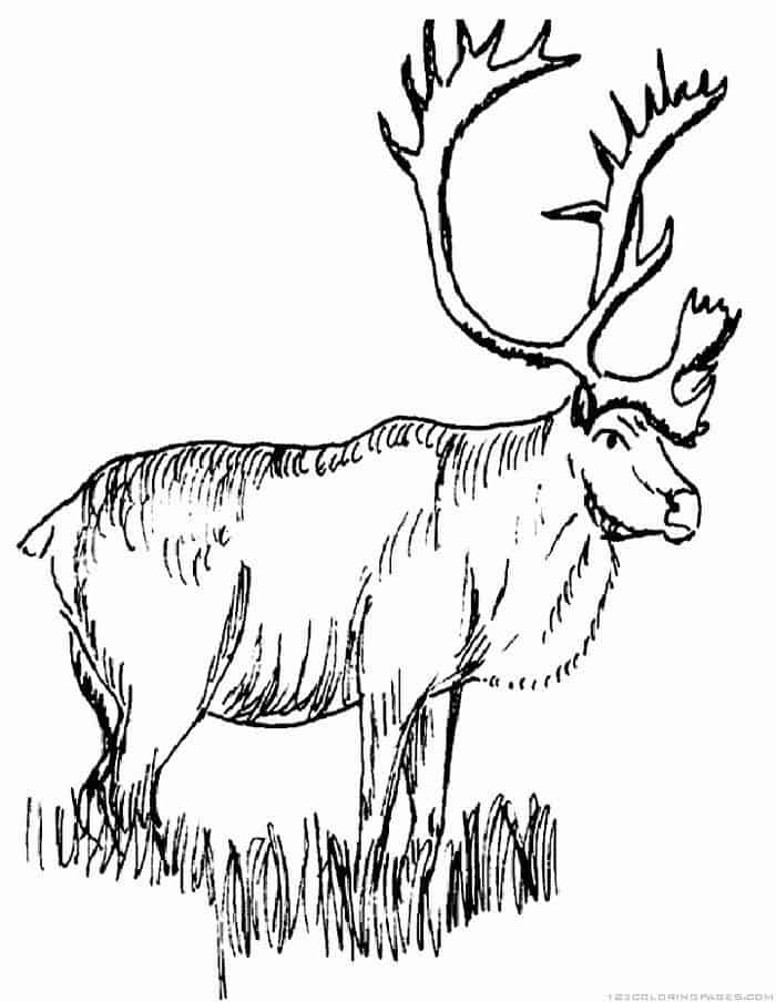 Moose Coloring Pages Hard