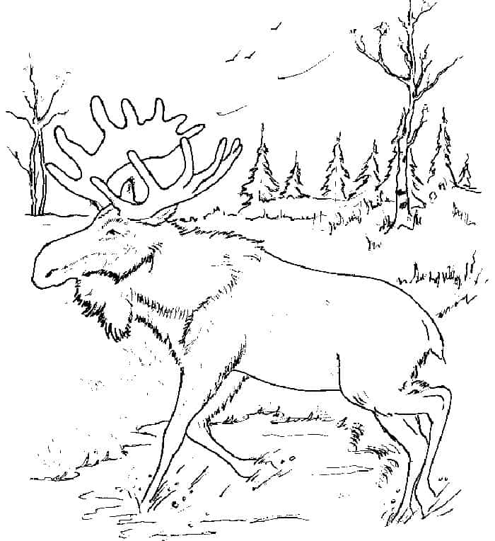 Moose Coloring Pages Realistic