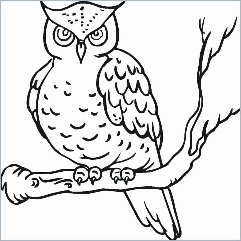 Owl Coloring Pages Colored