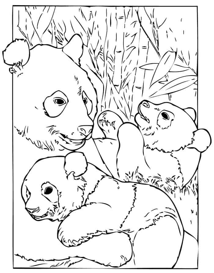 Panda Bears Coloring Pages