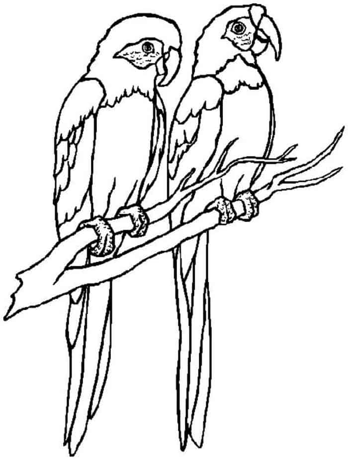 Parrot Images Clip Art Coloring Pages