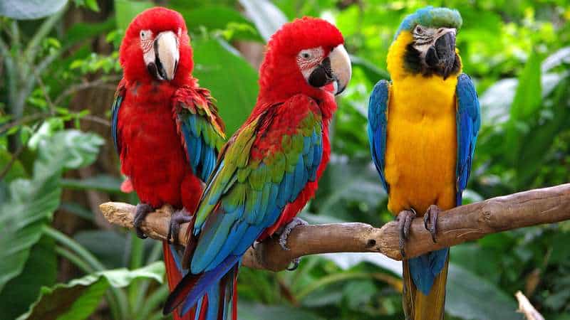 Parrot