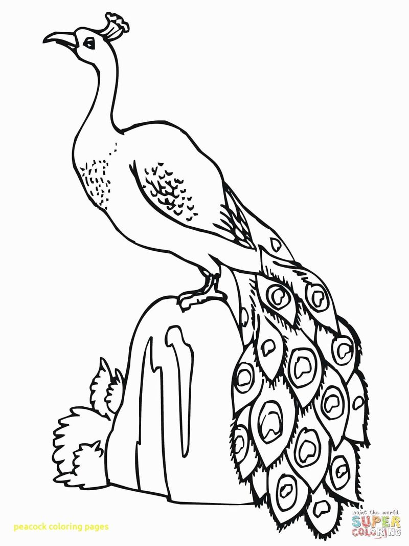 Peacock Coloring Pages Finished