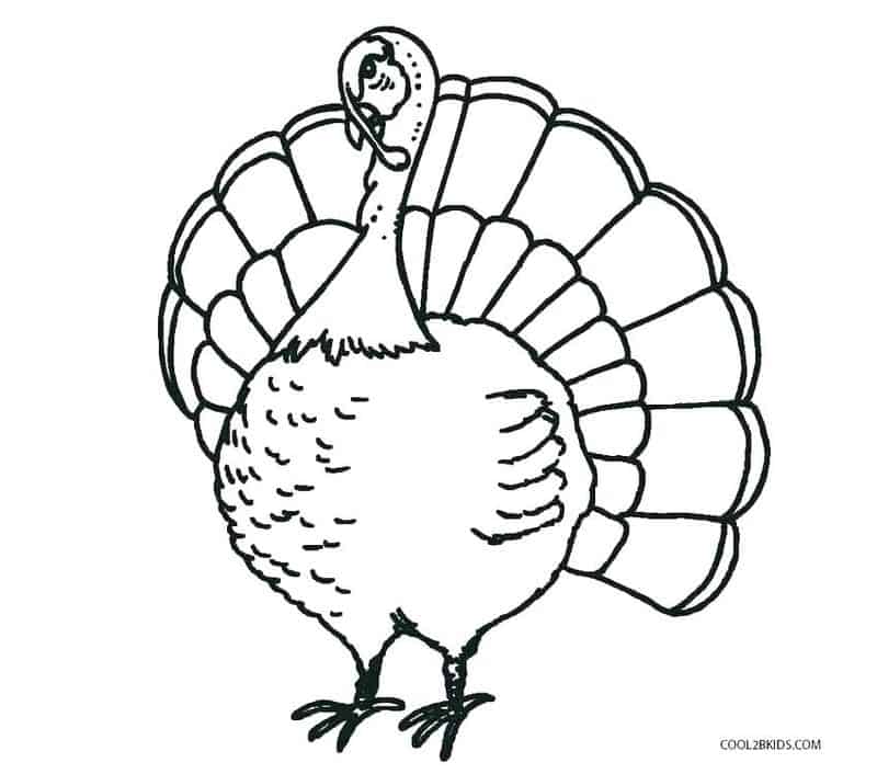 Peacock Coloring Pages For Free
