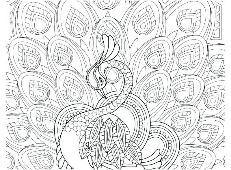 Peacock Coloring Pages For Kids With Color