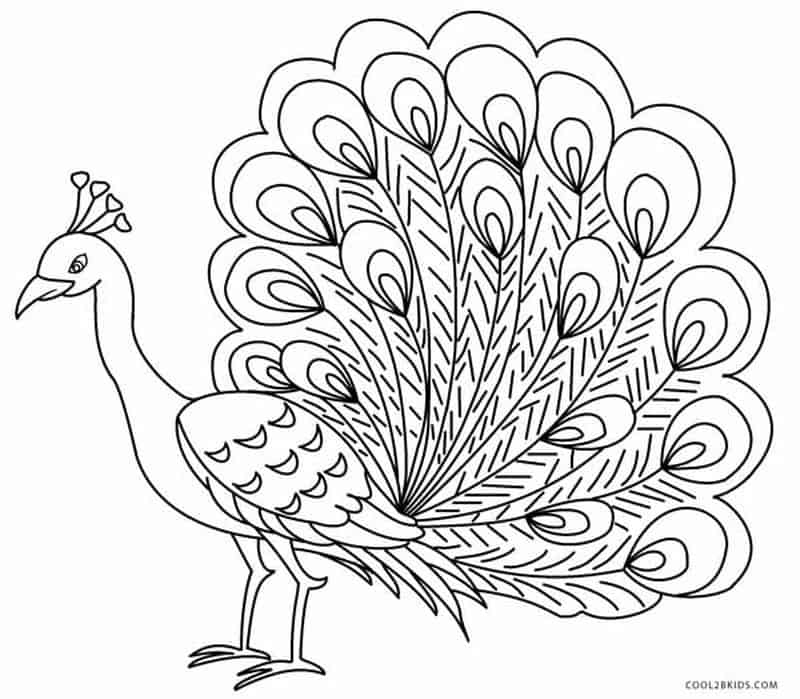 Peacock Coloring Pages Images