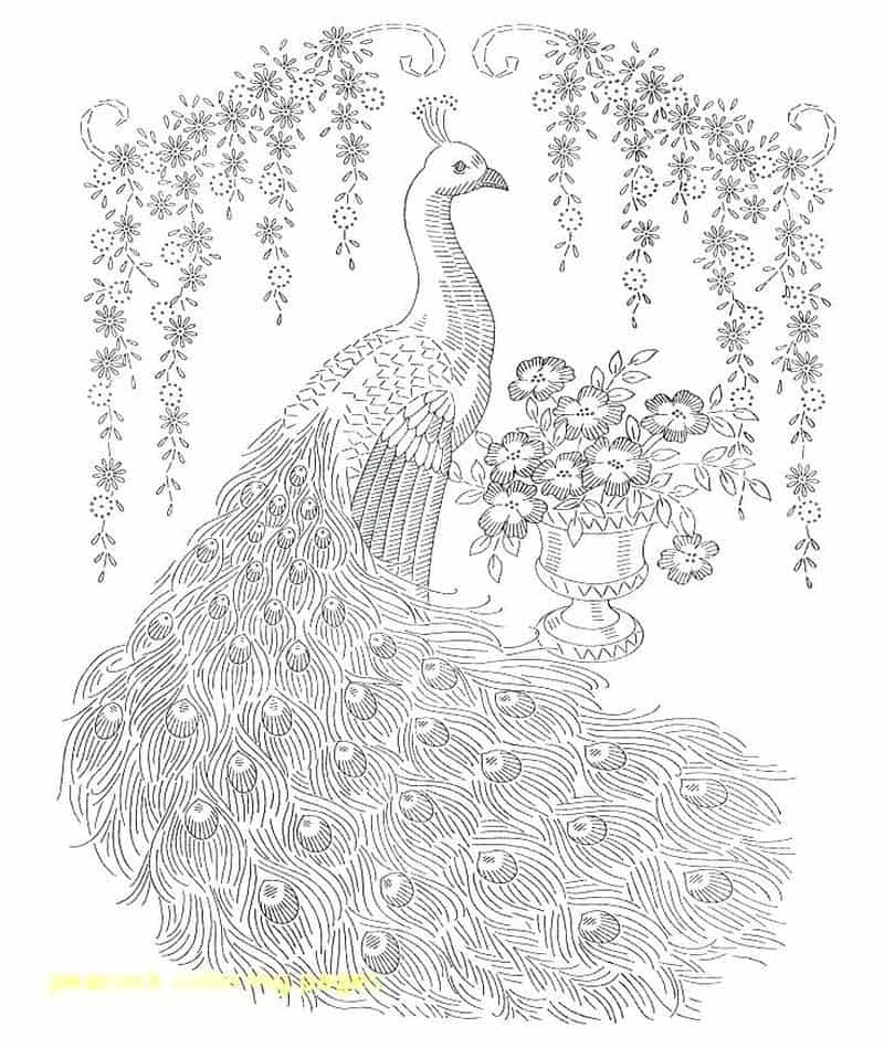 Peacock Printable Coloring Pages
