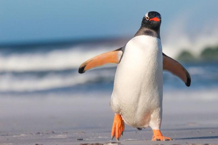 Penguin