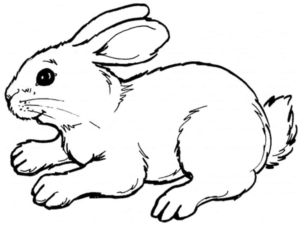 Realistic Bunny Coloring Pages