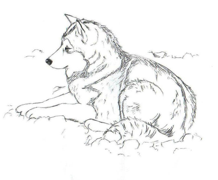 Realistic Husky Coloring Pages