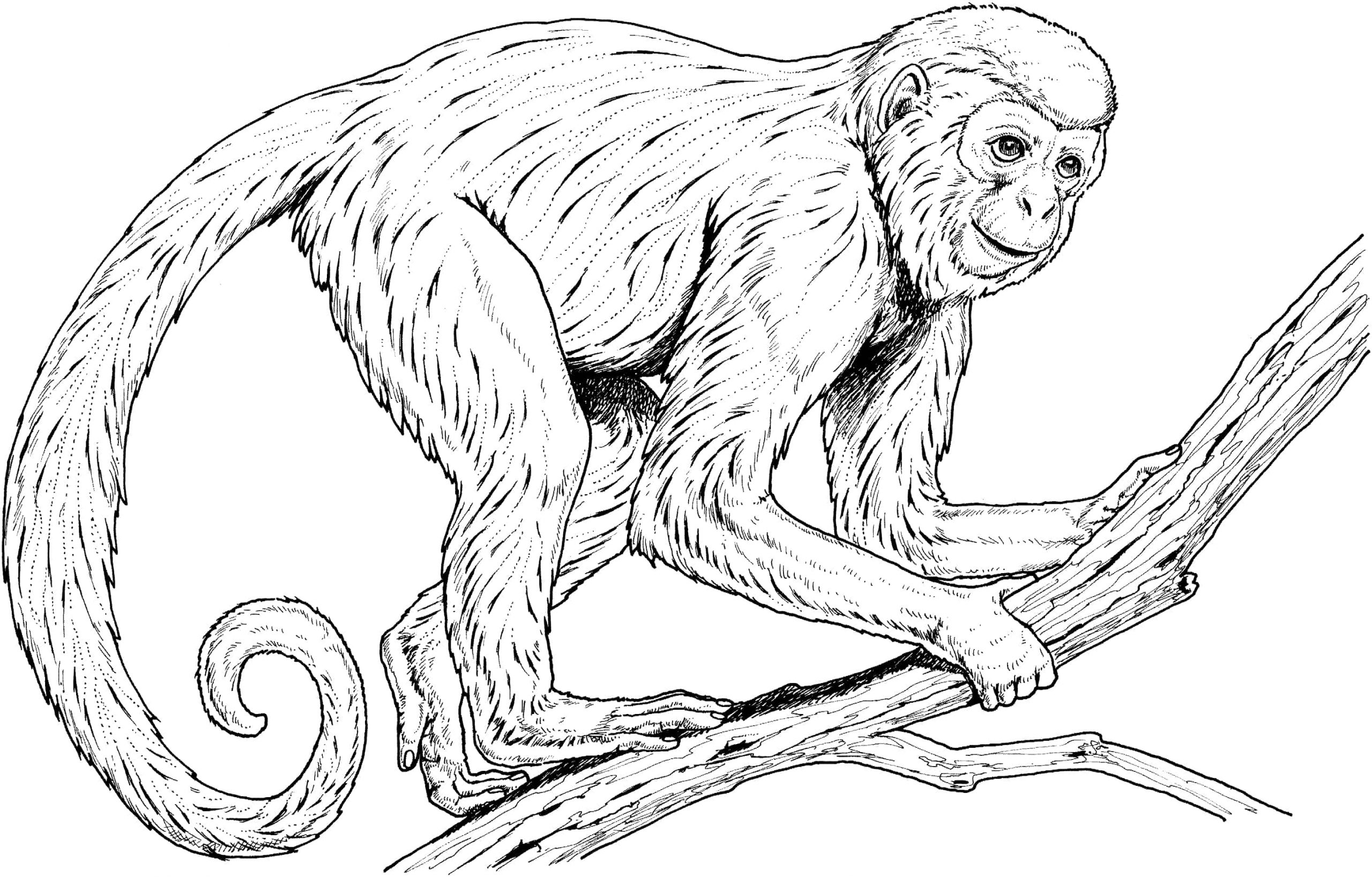 Realistic Monkey Coloring Pages