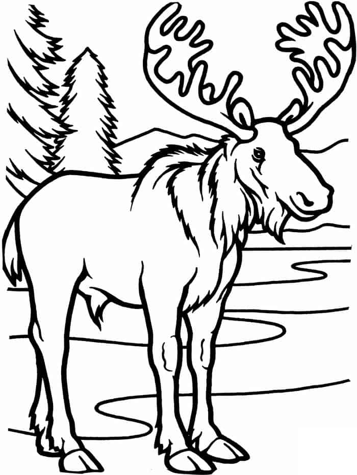 Realistic Moose Coloring Pages