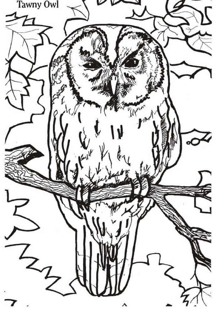 Realistic Owl Coloring Page