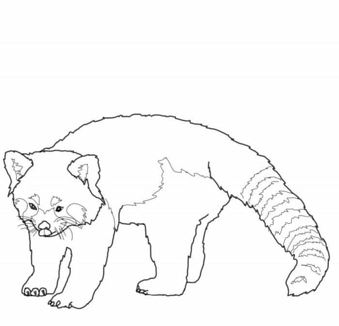 Red Panda Coloring Pages