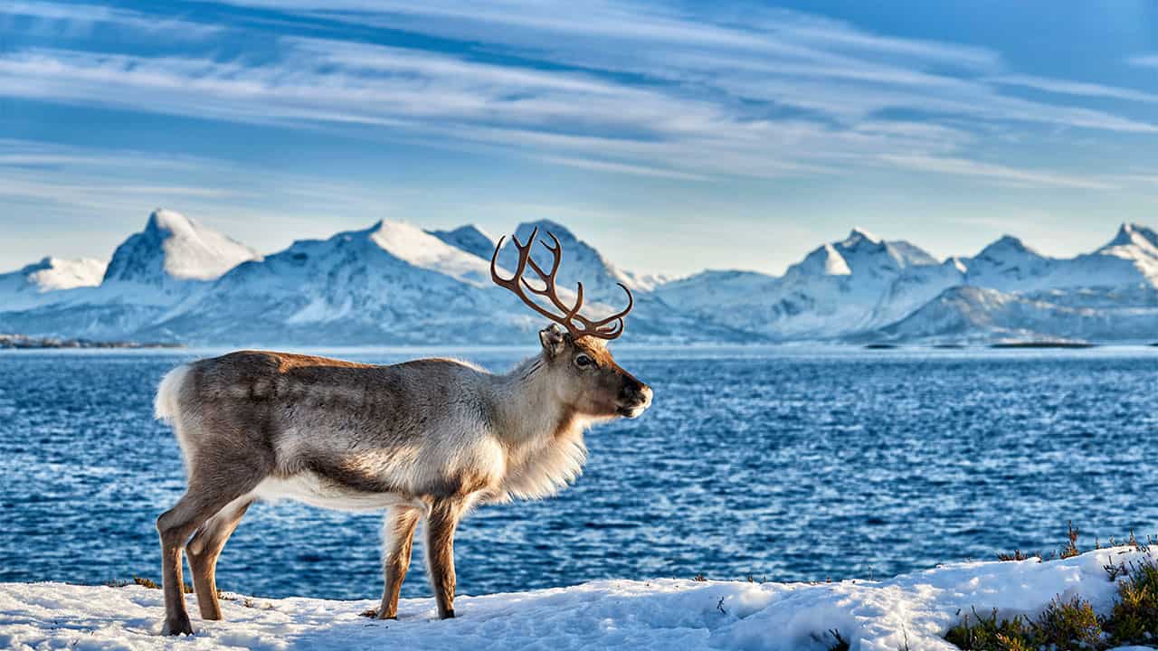 Reindeer