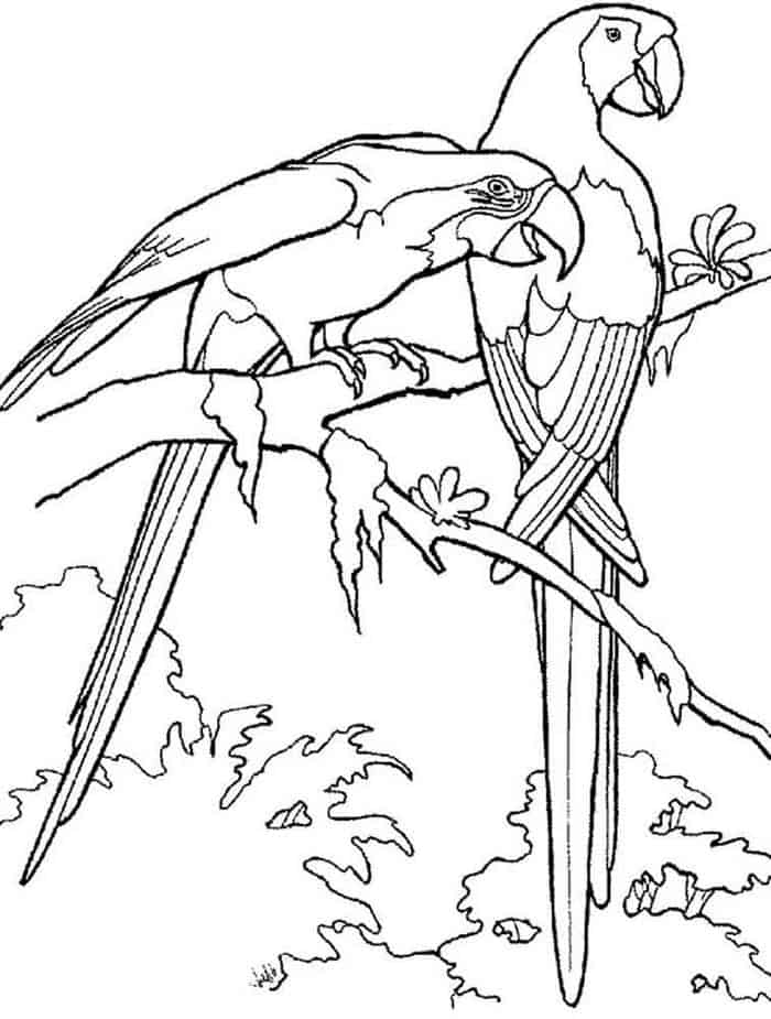 Super Coloring Pages Parrot