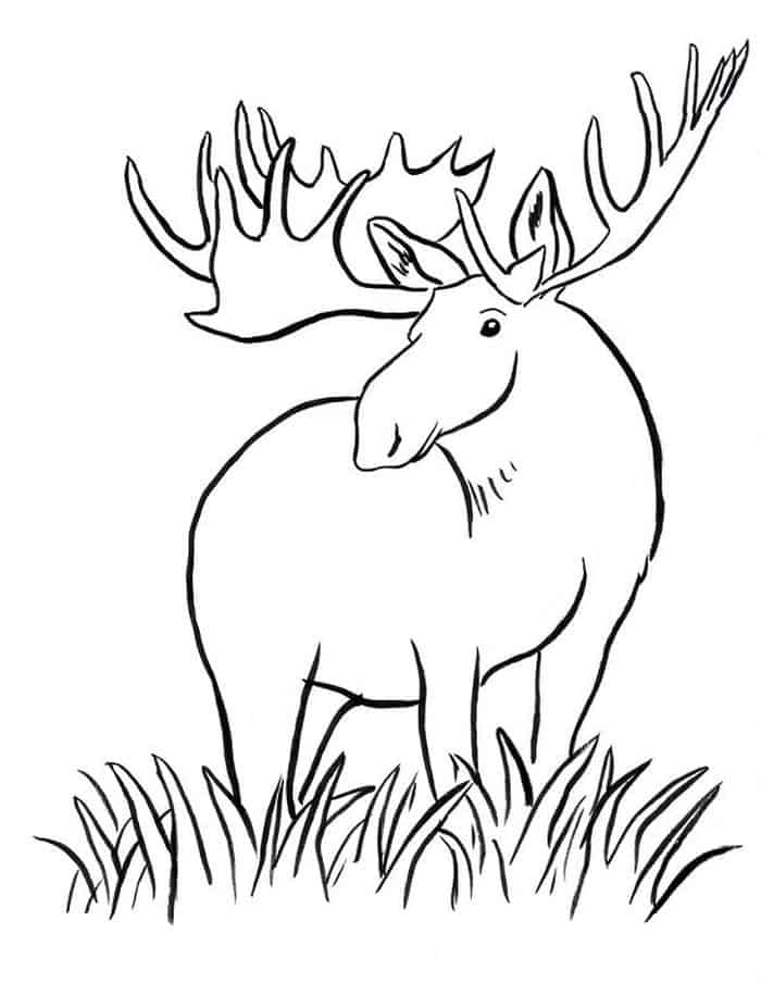 Zoo Animals Coloring Cutting Pages Bear Ape Moose